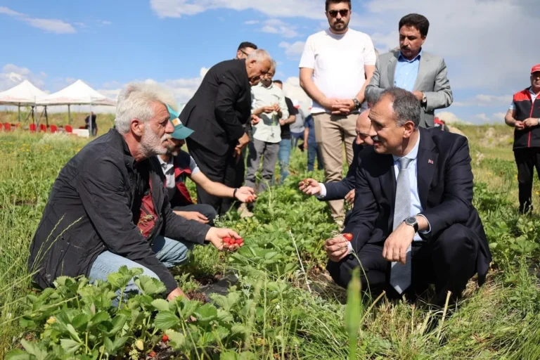 Ağrı’da Yüzde 75 Hibeli Çilek Projesi Uygulamaya Alındı