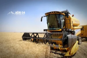 Ağrı’da Altın Hasat Zamanı: Eleşkirt’te Tarlalar Biçerdöverlerle Doldu