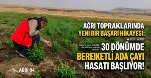 Patnos’ta Toprağa Dönüş: 30 Dönümde Ada Çayı Hasat Heyecanı!