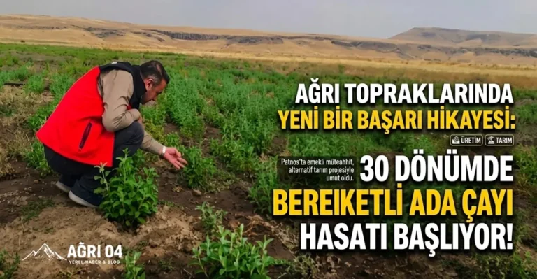 Patnos’ta Toprağa Dönüş: 30 Dönümde Ada Çayı Hasat Heyecanı!