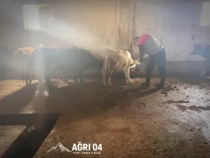 Ağrı’da Şap Alarmı: Aşı Seferberliği ve Borsa Bilmecesi